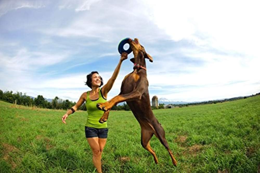 ChuckIt! Zipflight Flyer Dog Frisbee & Dog Toy that Floats; Gentle On Dog's Teeth and Gums; Medium Medium Assorted