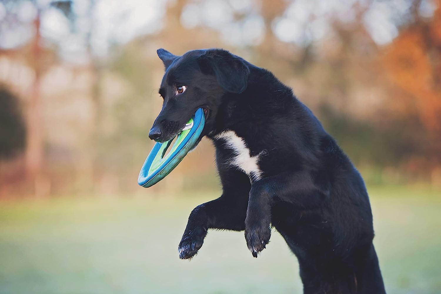 ChuckIt! Zipflight Flyer Dog Frisbee & Dog Toy that Floats; Gentle On Dog's Teeth and Gums; Medium Medium Assorted